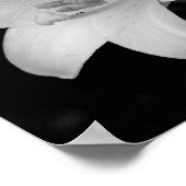 White Lily Poster (Ecke)