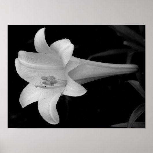White Lily Poster (Vorne)