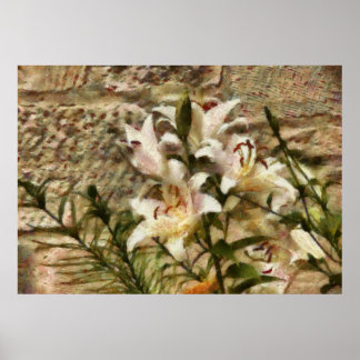 White Lily Poster