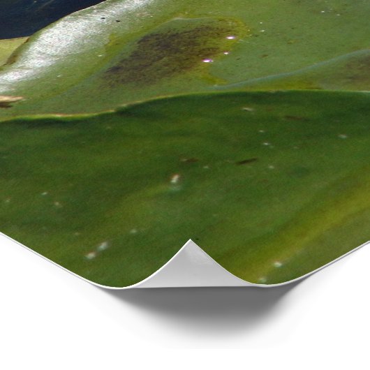 White Lily Poster (Ecke)