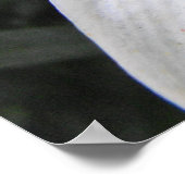 White Lily Poster (Ecke)