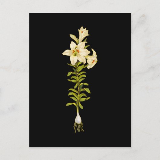 White Lily Postkarte (Vorderseite)