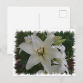 White Lily Postkarte (Vorne/Hinten)