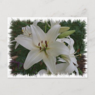 White Lily Postkarte