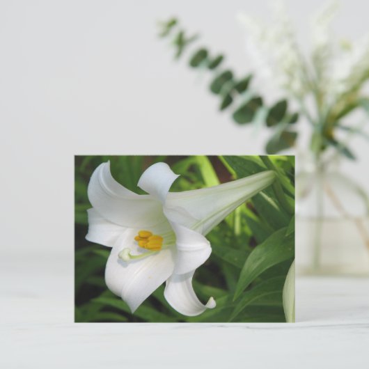White Lily Postkarte (Stehend Vorderseite)