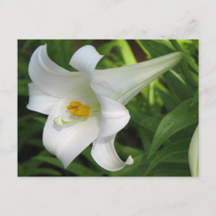 White Lily Postkarte