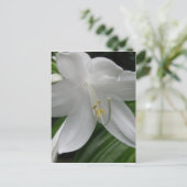 White Lily Postkarte (Stehend Vorderseite)