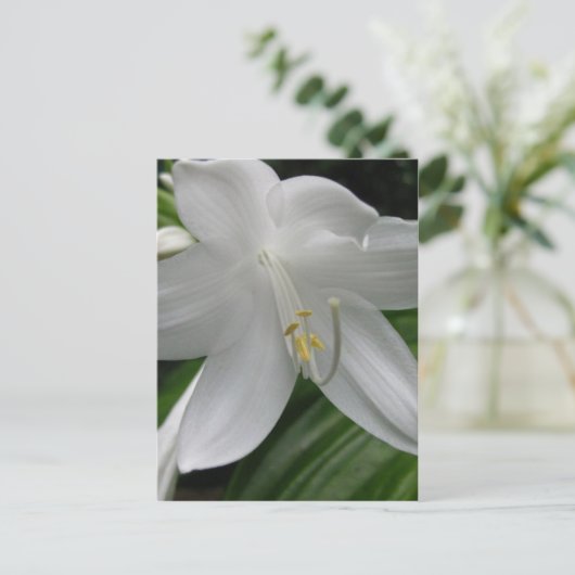 White Lily Postkarte (Stehend Vorderseite)