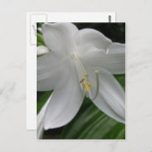 White Lily Postkarte (Vorne/Hinten)