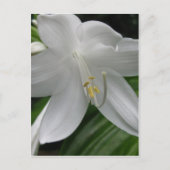 White Lily Postkarte (Vorderseite)