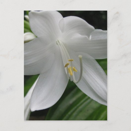 White Lily Postkarte (Vorderseite)