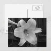 White Lily Postkarte (Vorne/Hinten)