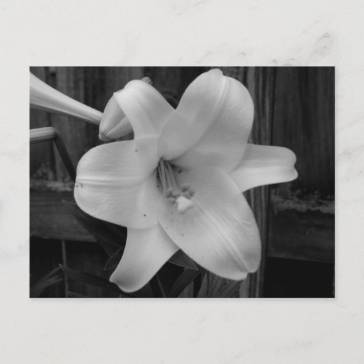 White Lily Postkarte (Vorderseite)