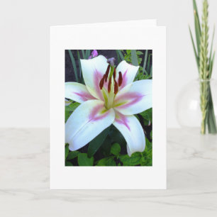 White Lily Royal Grußkarte Ihren eigenen Text hinz Karte
