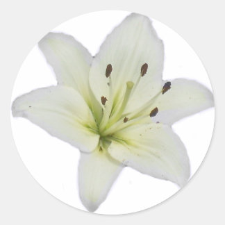 White Lily Runder Aufkleber