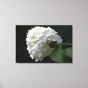 White Limon Hydrangea Blume Canvas Print Leinwanddruck