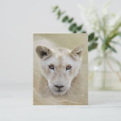 White Lion Spirit Warrior Africa Postkarte (Stehend Vorderseite)