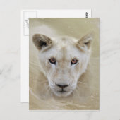 White Lion Spirit Warrior Africa Postkarte (Vorne/Hinten)