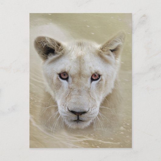 White Lion Spirit Warrior Africa Postkarte (Vorderseite)