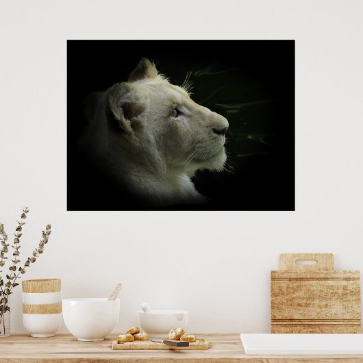 White Lion Wildlife Lion-Lover Poster (Küche)