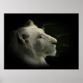 White Lion Wildlife Lion-Lover Poster (Vorne)