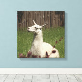 White Llama Leinwanddruck (Insitu (Holzboden))