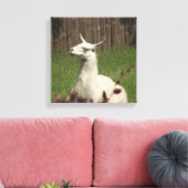 White Llama Leinwanddruck (Insitu (Wohnzimmer))