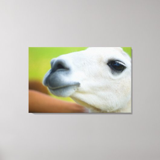White Llama Leinwanddruck (Vorderseite)