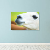 White Llama Leinwanddruck (Insitu (Holzboden))