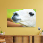 White Llama Leinwanddruck (Insitu (Wohnzimmer))