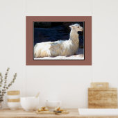 White Llama Poster (Küche)