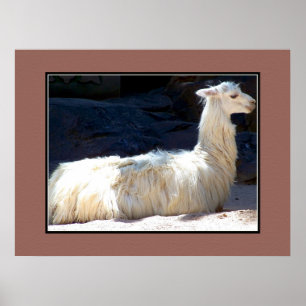 White Llama Poster