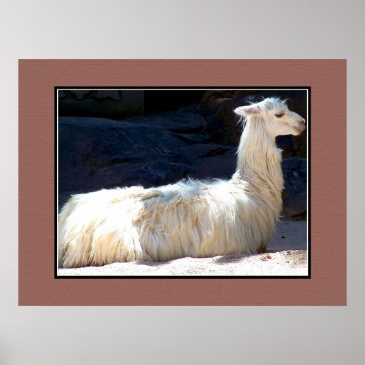 White Llama Poster (Vorne)