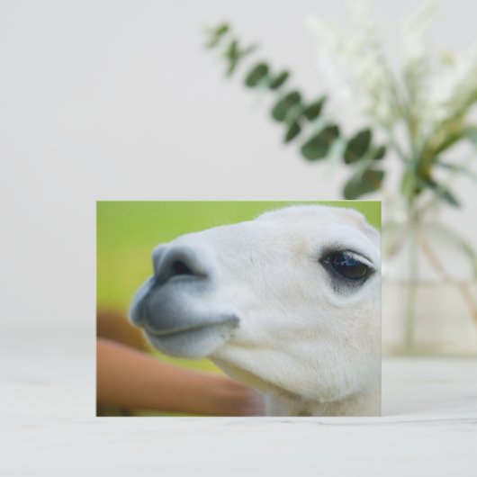 White Llama Postkarte (Stehend Vorderseite)