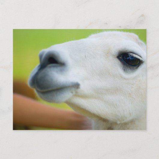 White Llama Postkarte (Vorderseite)