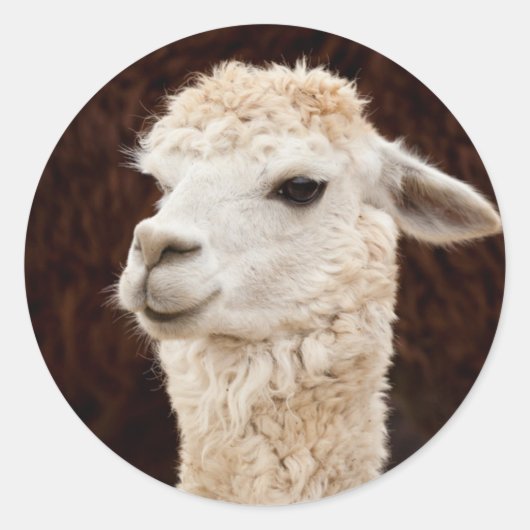White Llama Runder Aufkleber (Vorderseite)