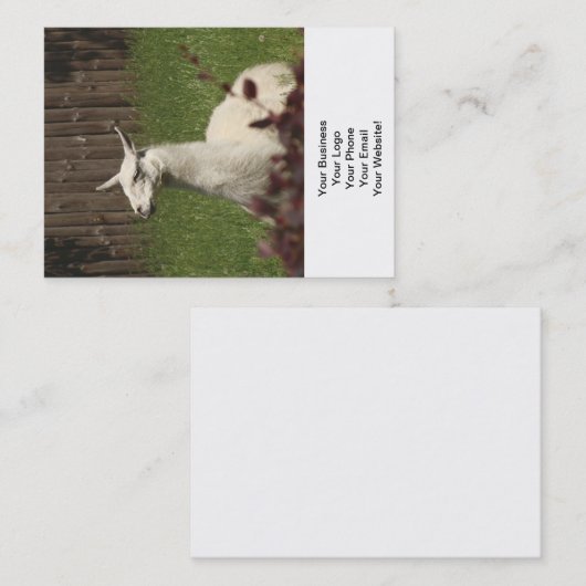 White Llama Visitenkarte (Vorne/Hinten)