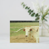 White Longhorn Postkarte (Stehend Vorderseite)