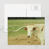 White Longhorn Postkarte (Vorne/Hinten)
