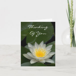 WHITE LOTUS BLOSSOM KARTE