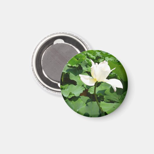 White Lotus Blume Magnet (Vorderseite/Rückseite)