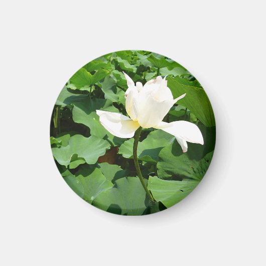 White Lotus Blume Magnet (Vorne)