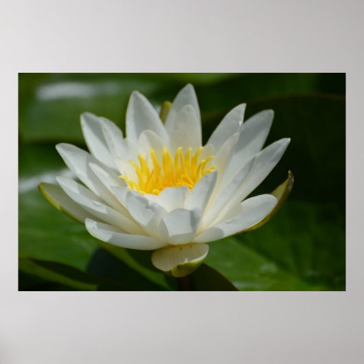 White Lotus Blume Poster (Vorne)