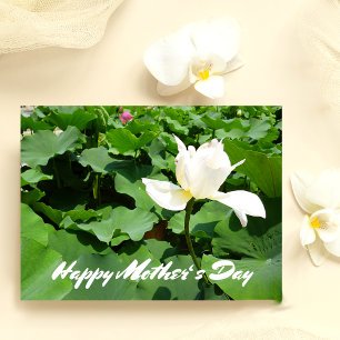 White Lotus Blume Postkarte