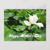 White Lotus Blume Postkarte (Vorderseite)