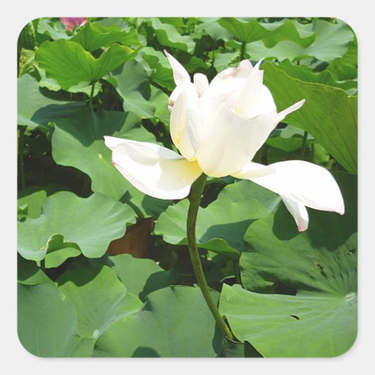 White Lotus Blume Quadratischer Aufkleber (Vorderseite)