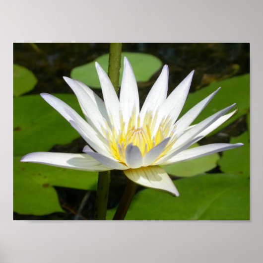 White Lotus Blumen Poster (Vorne)