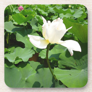 White Lotus Flower Getränkeuntersetzer