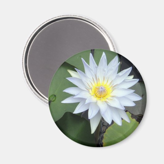 White Lotus Magnet (Vorderseite/Rückseite)