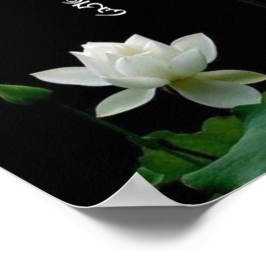 White Lotus Om Mani Padme Hum Buddhist Mantra Poster (Ecke)
